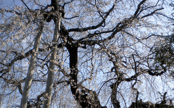 観音寺のしだれ桜