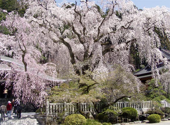 久遠寺のしだれ桜