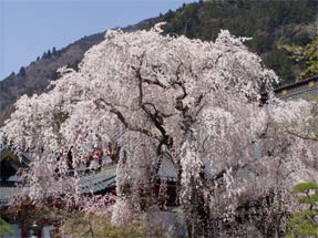 久遠寺のしだれ桜