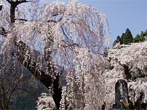 久遠寺のしだれ桜