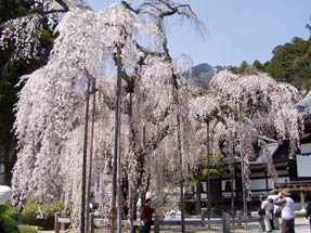 久遠寺のしだれ桜