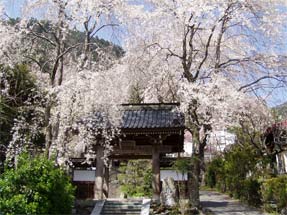久遠寺の桜