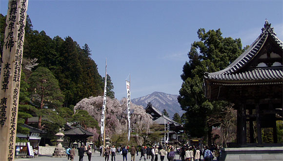 久遠寺の桜