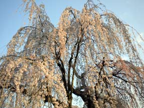 久遠寺の桜