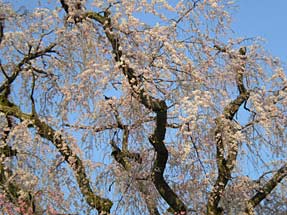 久遠寺の桜