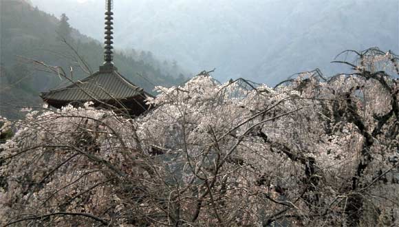 久遠寺の桜