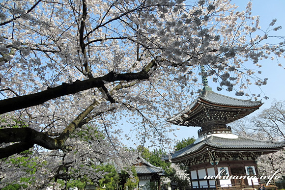 本法寺の桜