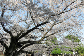 本法寺の桜