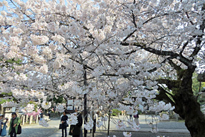 本法寺の桜