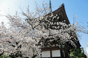 本法寺の桜