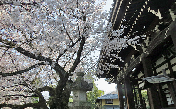 本法寺の桜