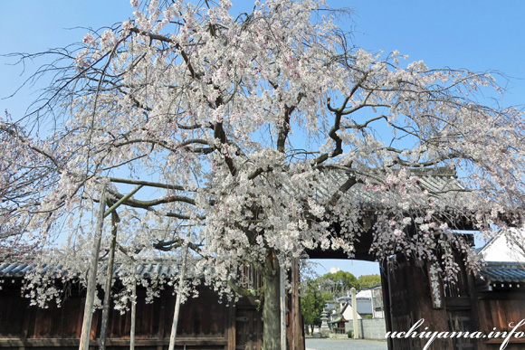 妙覚寺の枝垂桜