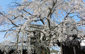 妙覚寺の枝垂桜
