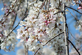 妙覚寺の枝垂桜