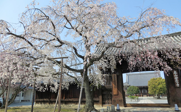 妙覚寺の枝垂桜