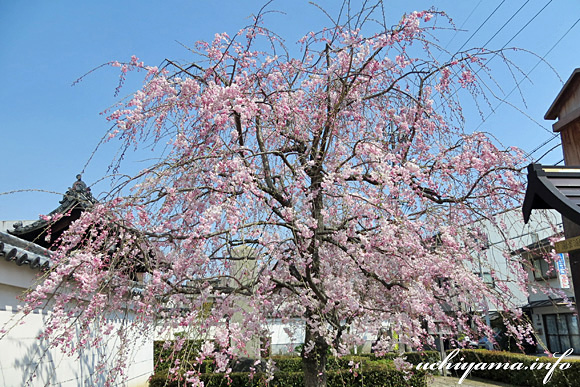 妙顕寺の枝垂桜