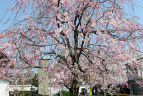 妙顕寺の枝垂桜