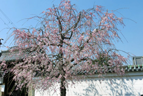 妙顕寺の枝垂桜