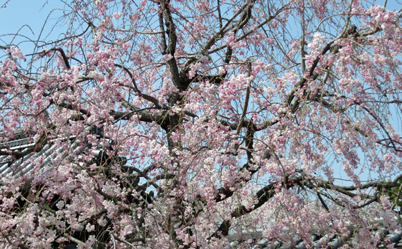 妙顕寺の枝垂桜