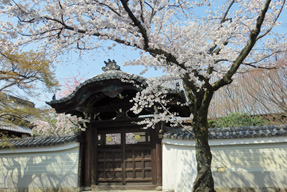妙顕寺のソメイヨシノ