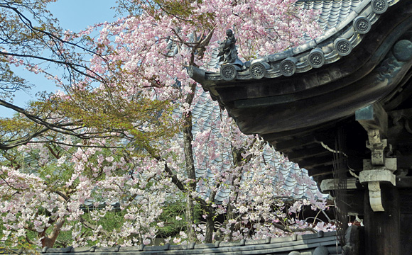 妙顕寺の桜