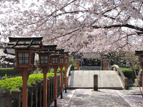 六孫王神社の桜