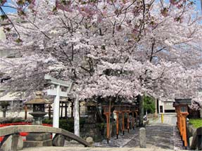 六孫王神社の桜