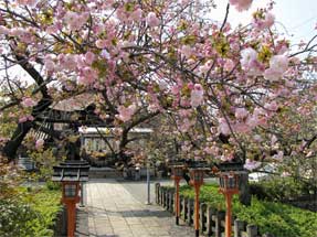 六孫王神社の桜