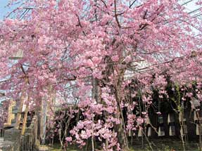 六孫王神社の桜