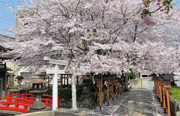 六孫王神社の桜