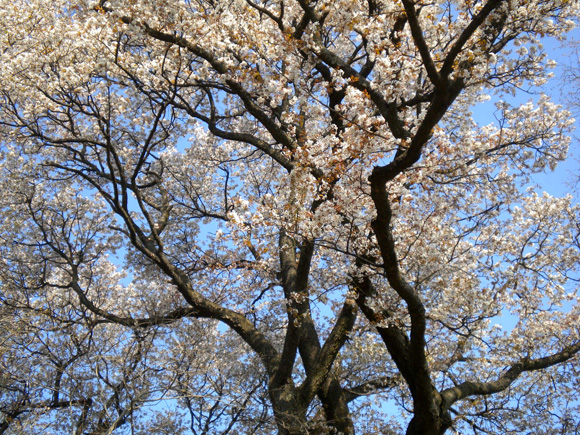 将軍桜