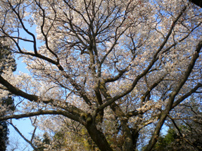 将軍桜