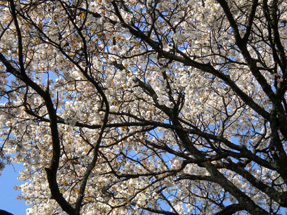 将軍桜