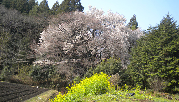将軍桜