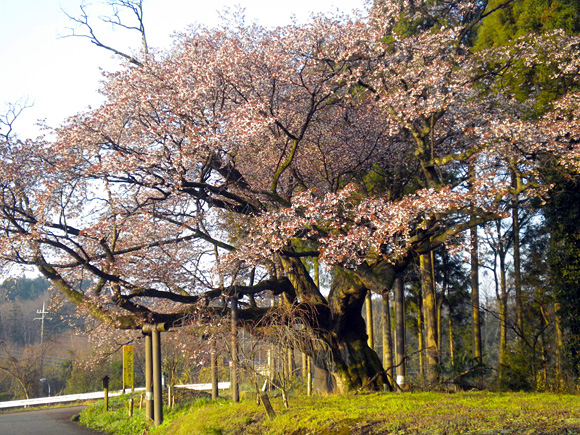 西山辰街道の大桜