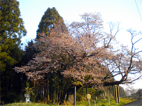 西山辰街道の大桜