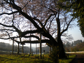 西山辰街道の大桜