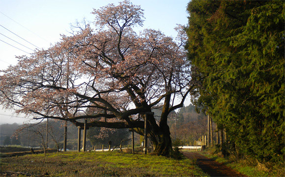 西山辰街道の大桜