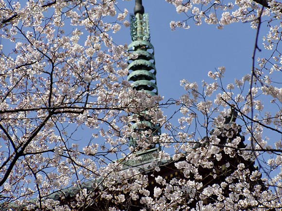 上野東照宮の桜