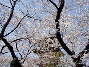 上野東照宮の桜