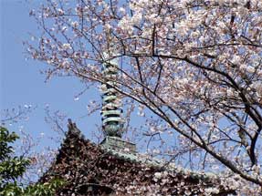 上野東照宮の桜