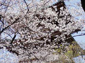 上野東照宮の桜