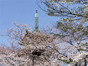 上野東照宮の桜