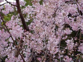 上野東照宮の桜