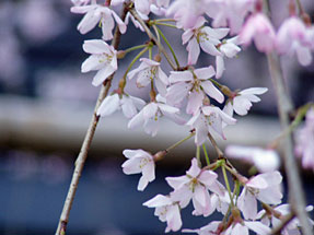 上野東照宮の桜