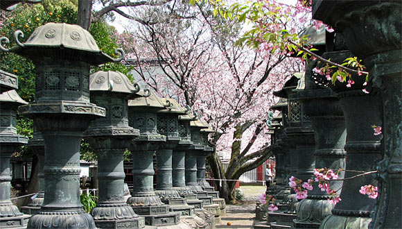 上野東照宮の桜