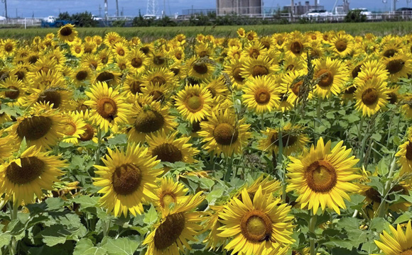 ヒマワリ畑
