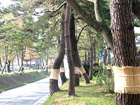 東海道・松並木