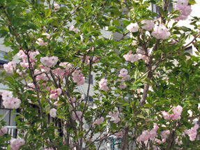 シーボルトの桜