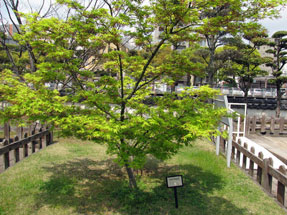 シーボルト里帰り植物